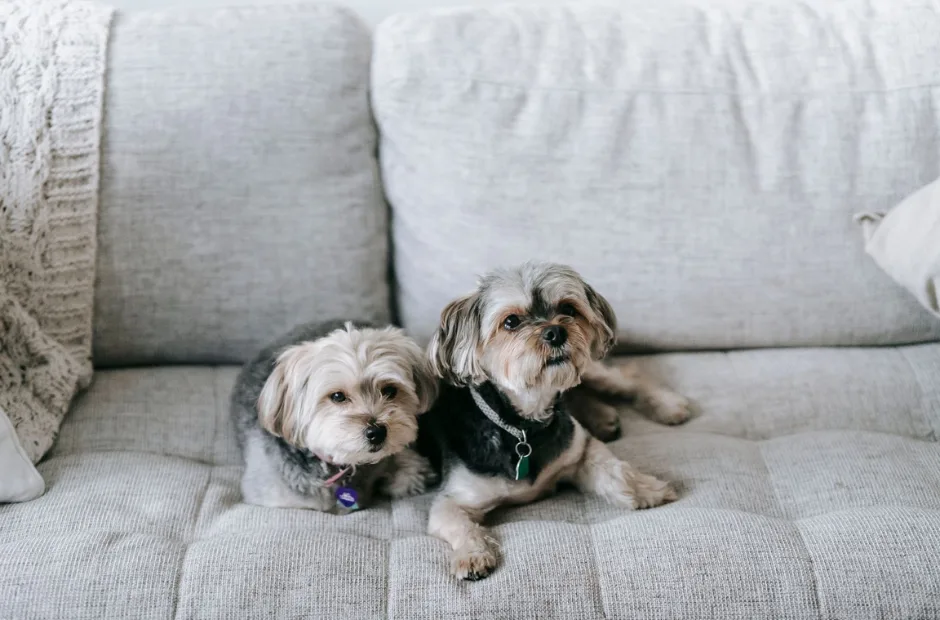 Two cute Morkie dogs resting comfortably on a cozy sofa