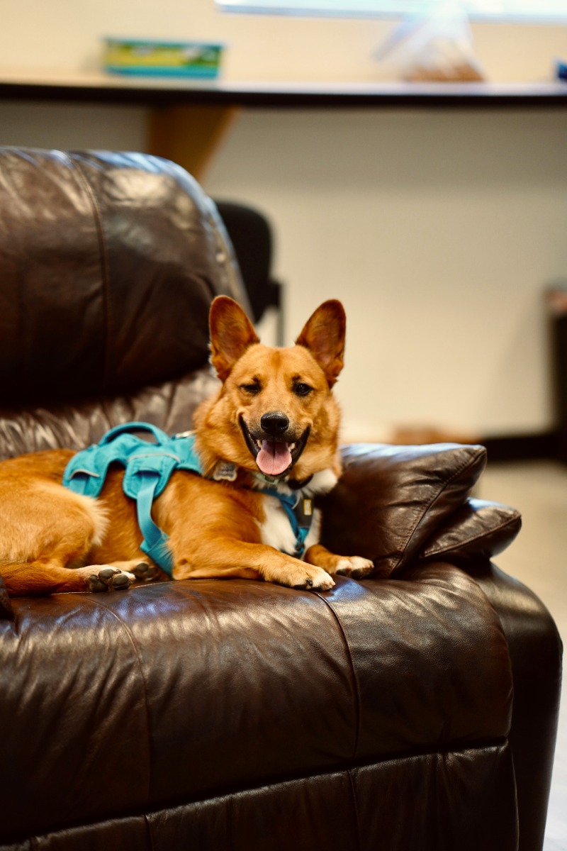 A dog lounging on a leather recliner