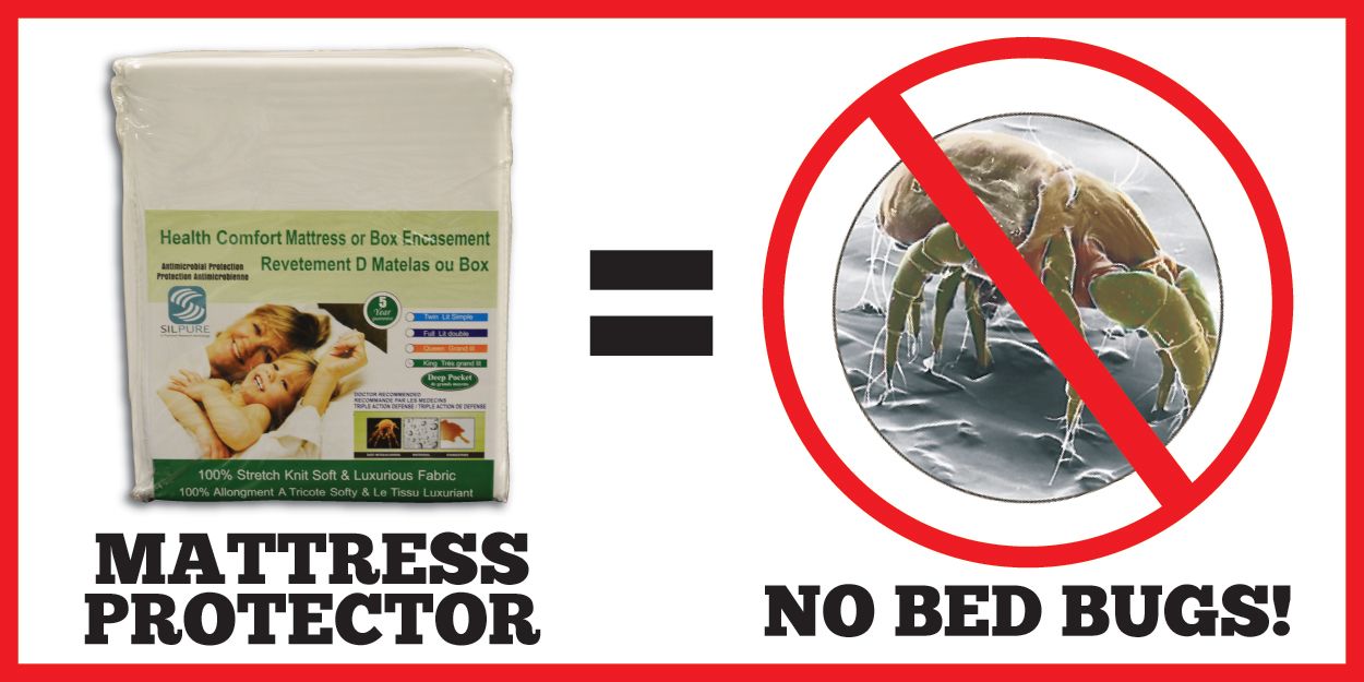No bed bugs