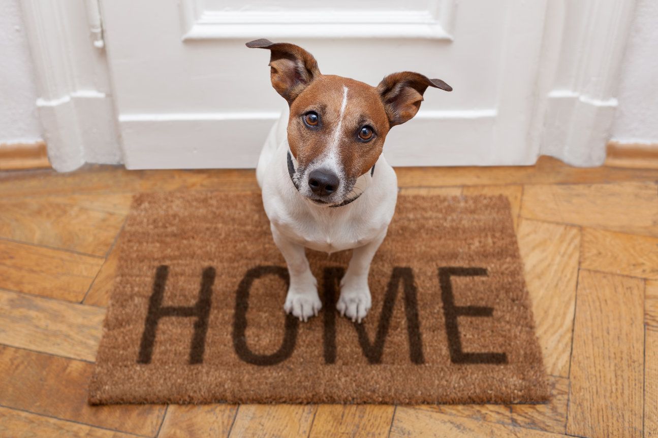 Pet Friendly Mat Pet Friendly Mat