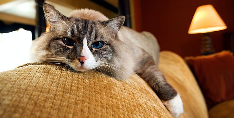 Pet Friendly Sofa Pet Friendly Sofa