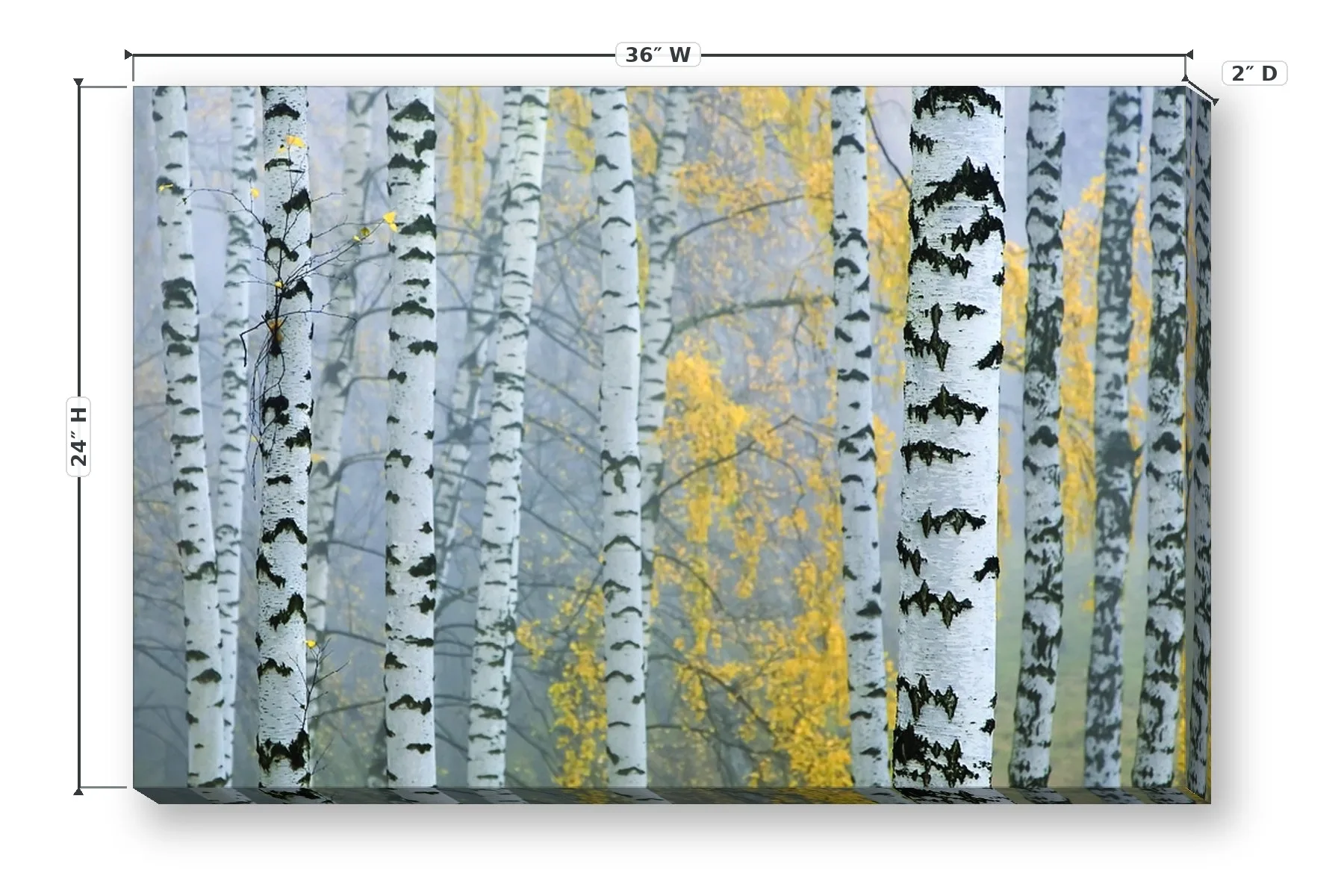 Birch Grove 24 x 36 Print — Dimensions