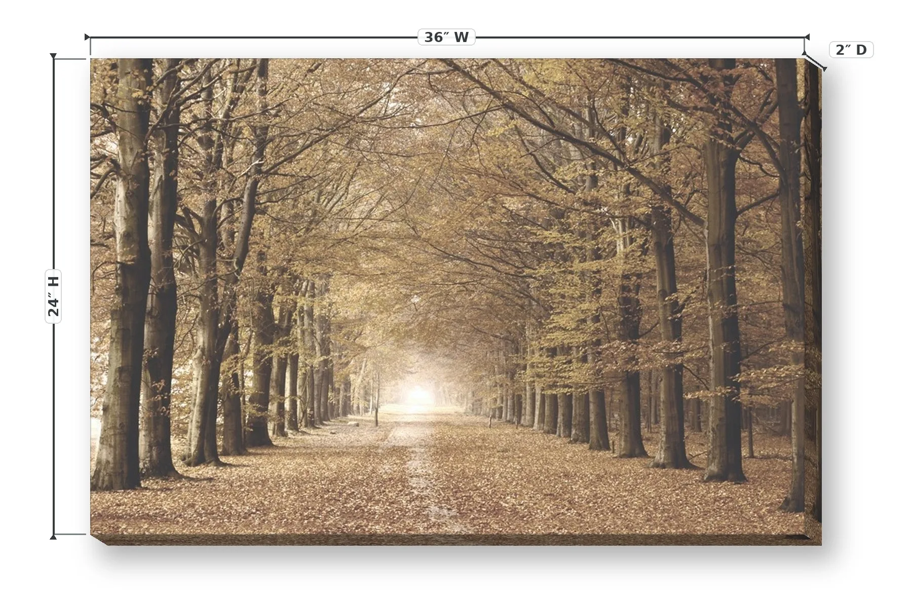 Into The Forest 24 x 36 Print — Dimensions